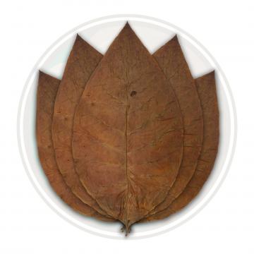 Ecuadorian Habano Seco Cigar Binder Tobacco Leaf Only
